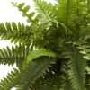 20" X 14" Artificial Boston Fern Plant In Decorative Planter Brown - Nearly Natural 2 20" X 14" Artificial Boston Fern Plant In Decorative Planter Brown - Nearly Natural -Nearly Natural GUEST 178b2563 325d 40c5 8e9e 7b323bc52da1