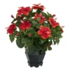 Nearly Natural 20-in Hibiscus W/Black Hexagon Vase Silk Plant -Nearly Natural GUEST 279e5480 d92a 43dd 9288 484292ab64fc
