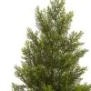 36" Mini Cedar Pine Tree (Indoor/Outdoor) - Nearly Natural -Nearly Natural GUEST 3747ce20 9d75 49f3 900c 606417419489