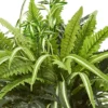 23" X 22" Artificial Fern Plant In Terracotta Planter - Nearly Natural -Nearly Natural GUEST 939039d1 30d7 4176 88d8 924e9c33c0f0