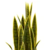33" X 8" Artificial Sansevieria Plant With Planter - Nearly Natural -Nearly Natural GUEST de1ba471 8ab9 41fb bb26 8d357577fa02
