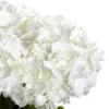23" X 21" Artificial Hydrangea Flower Plant Arrangement In Vase - Nearly Natural -Nearly Natural GUEST fadc8ab2 e06e 4de4 a83c 9e4fee3f54a8